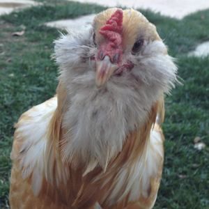 Meet your Posher, Pat